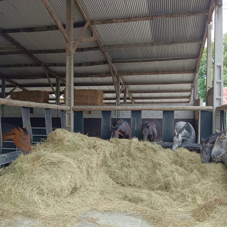 chevaux mangent